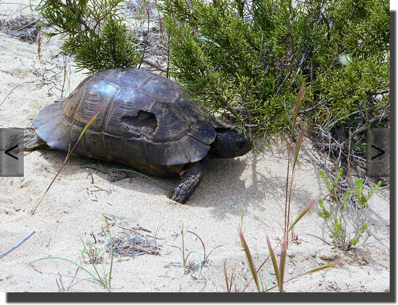 Testudo marginata
